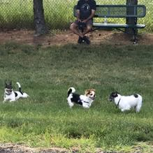 South Westnedge Dog Park photo 1